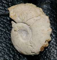  Creniceras boreki, ammonite