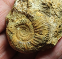  Jurassic, Callovian ammonite