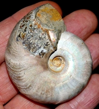  ammonite.jpg