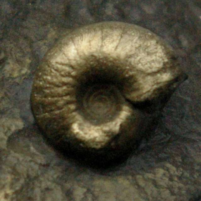 Protornoceras mirabile