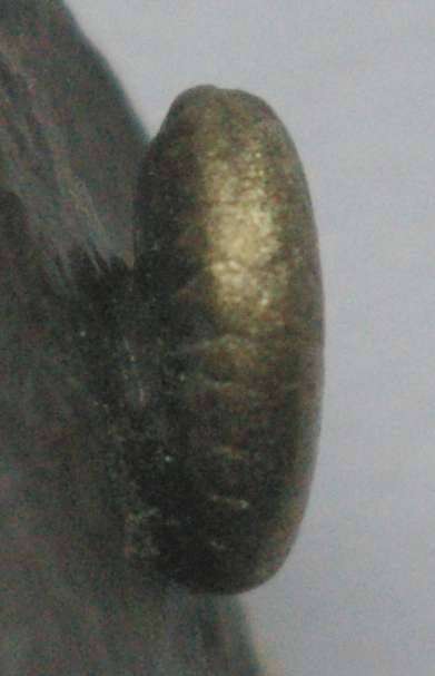 Protornoceras mirabile