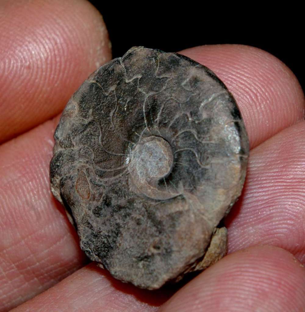 Cymaclymenia sulcata
