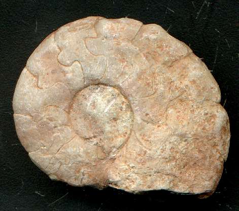 photos/ammonoid13.jpg