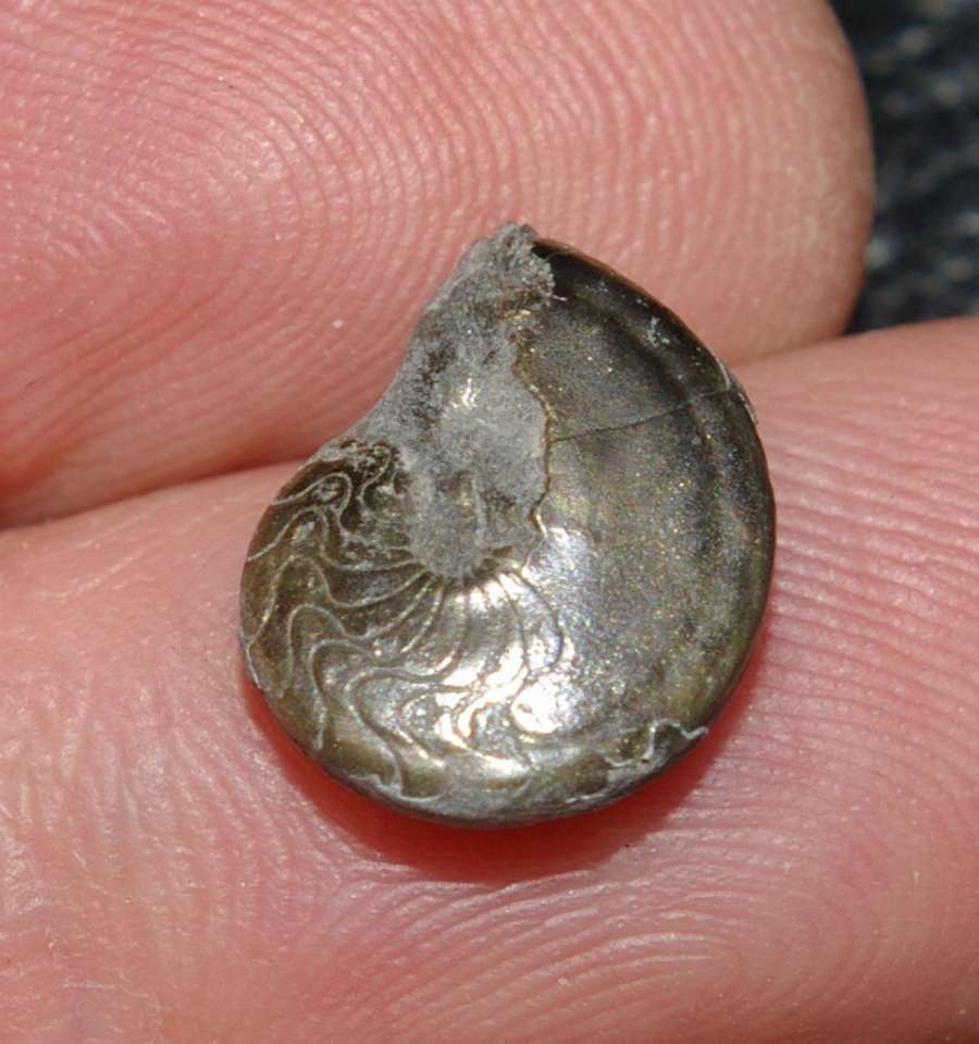 Polonoceras planum