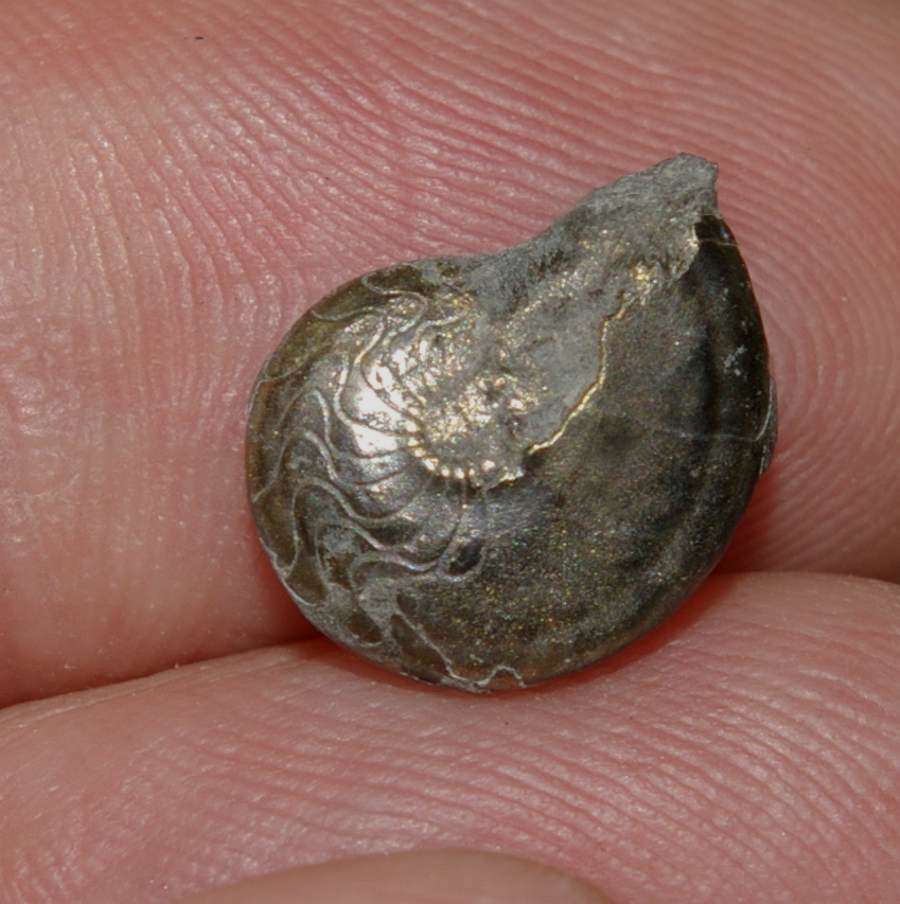 Devonian clymenia