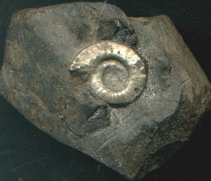 Praeflexiclymenia tenuis