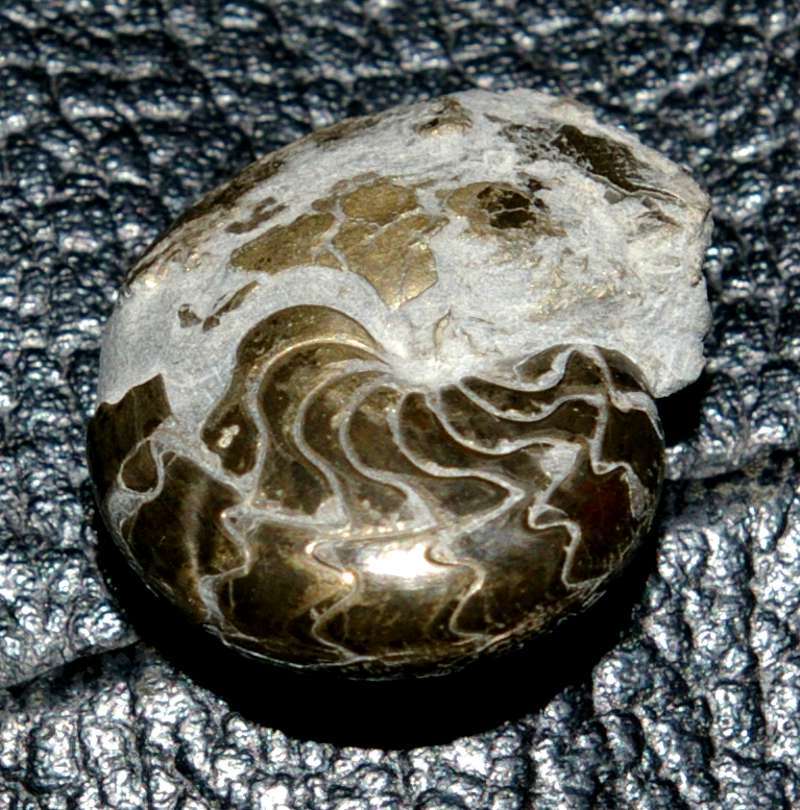 Felisporadoceras kowalense