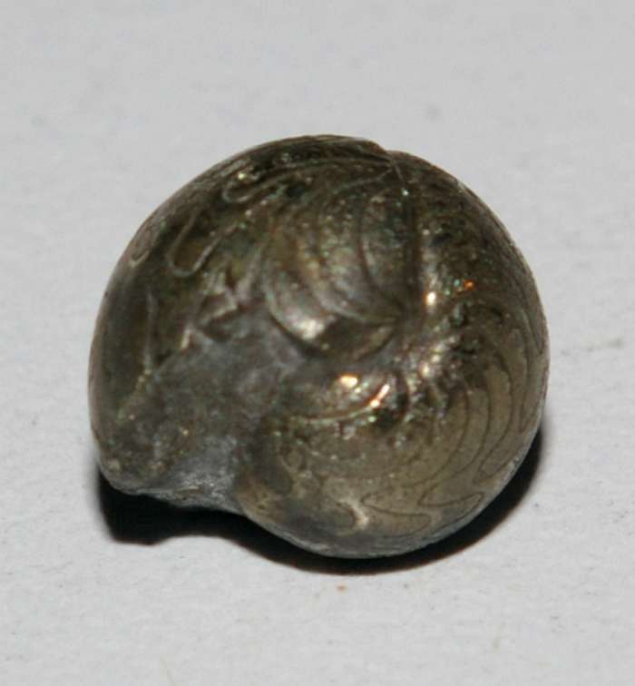 Sporadoceras nux