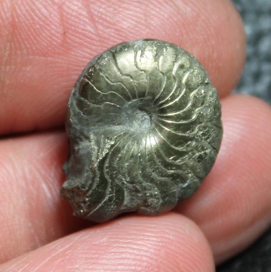 Protornoceras aphyllitiforme