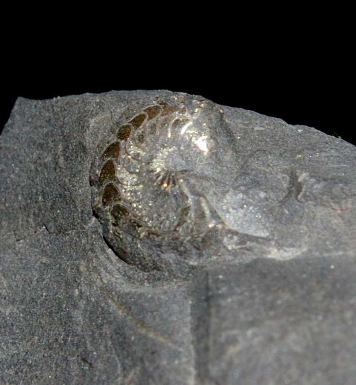 Gundolficeras bilobatum
