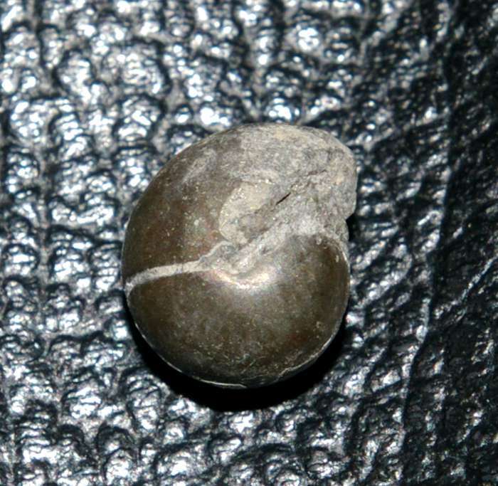 Sporadoceras
