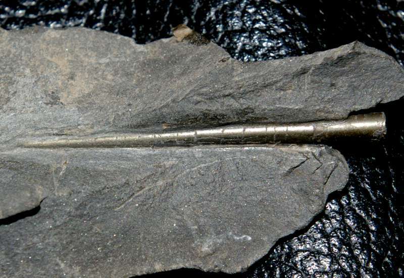 Orthoceras
