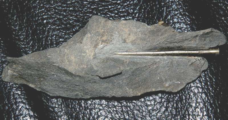 fossil Orthoceras