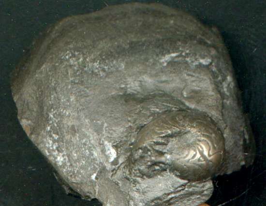 photos/ammonoid5.jpg