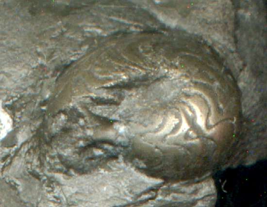 photos/ammonoid5a.jpg