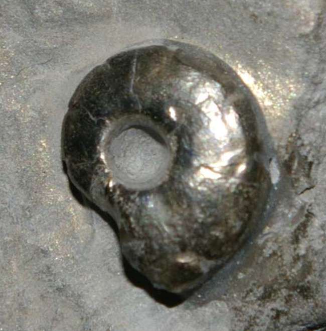 Protornoceras simplificatum