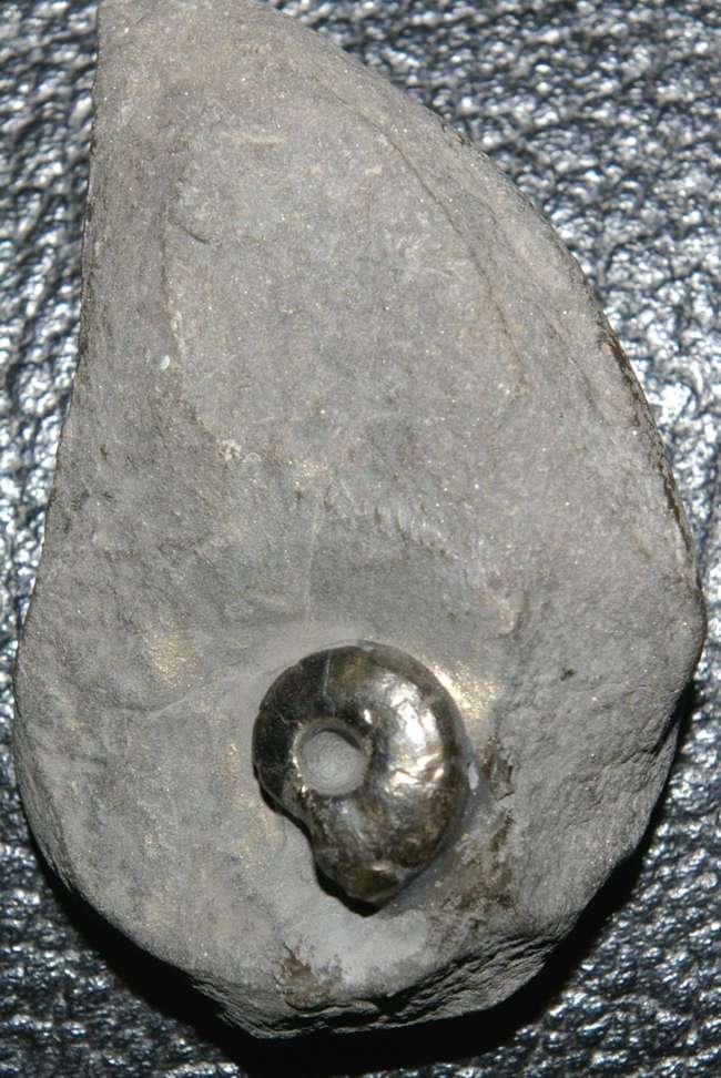 Protornoceras simplificatum