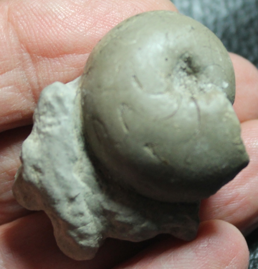 Prionoceras