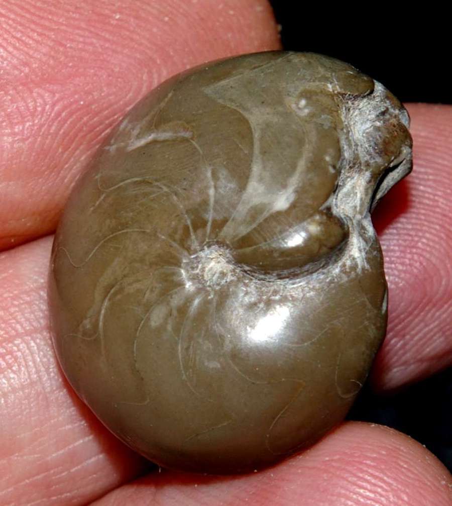 Felisporadoceras kielcense