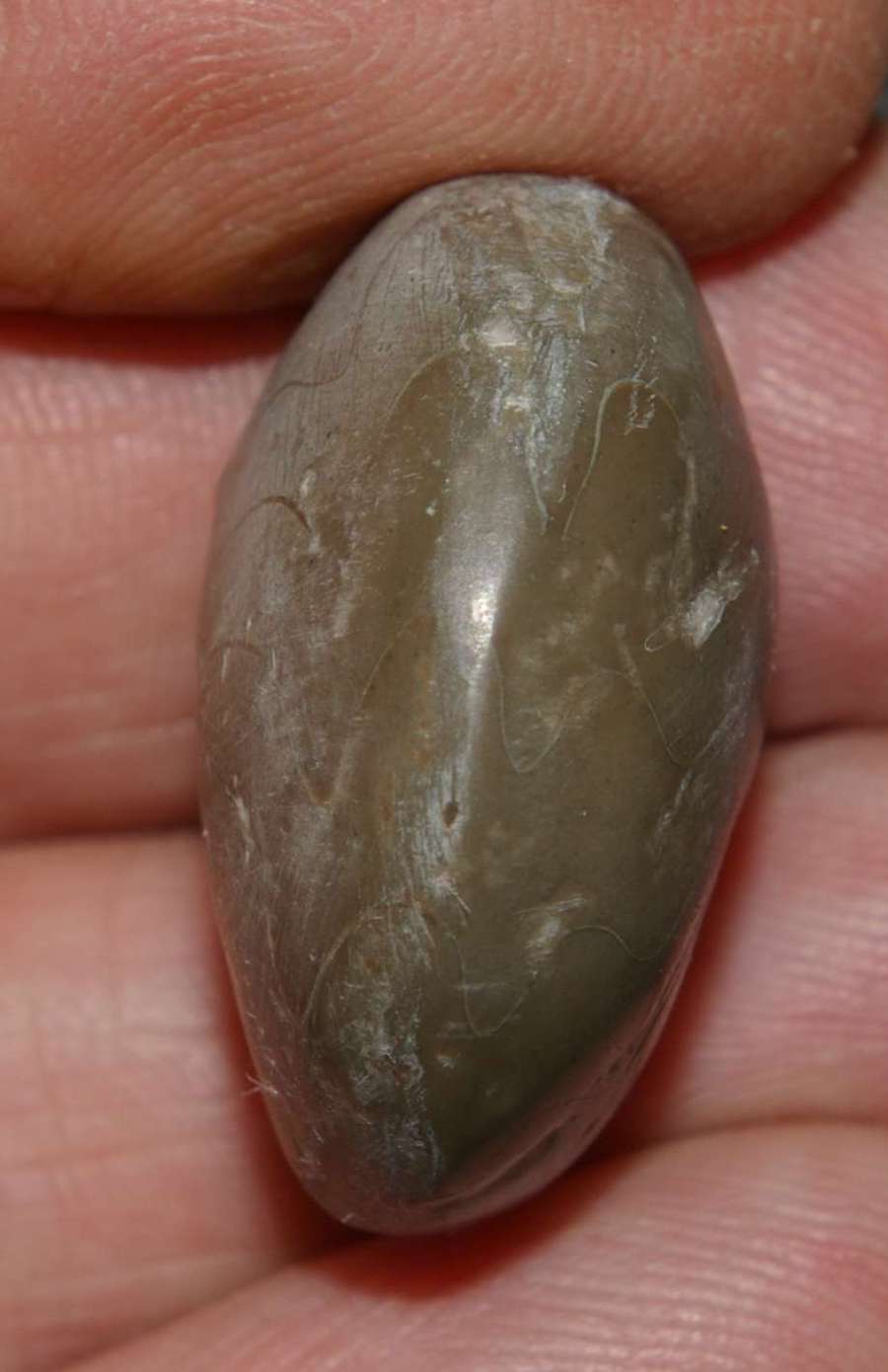 Felisporadoceras kielcense