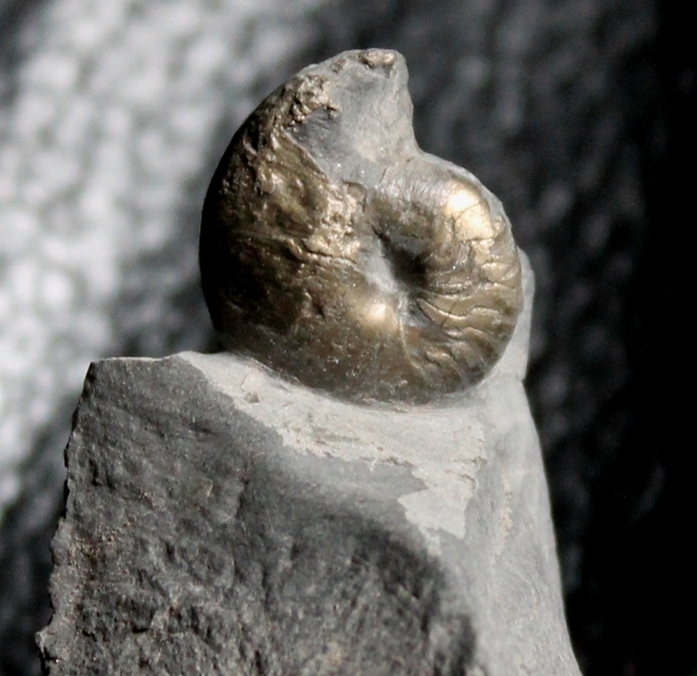 Tornoceras crebriseptum