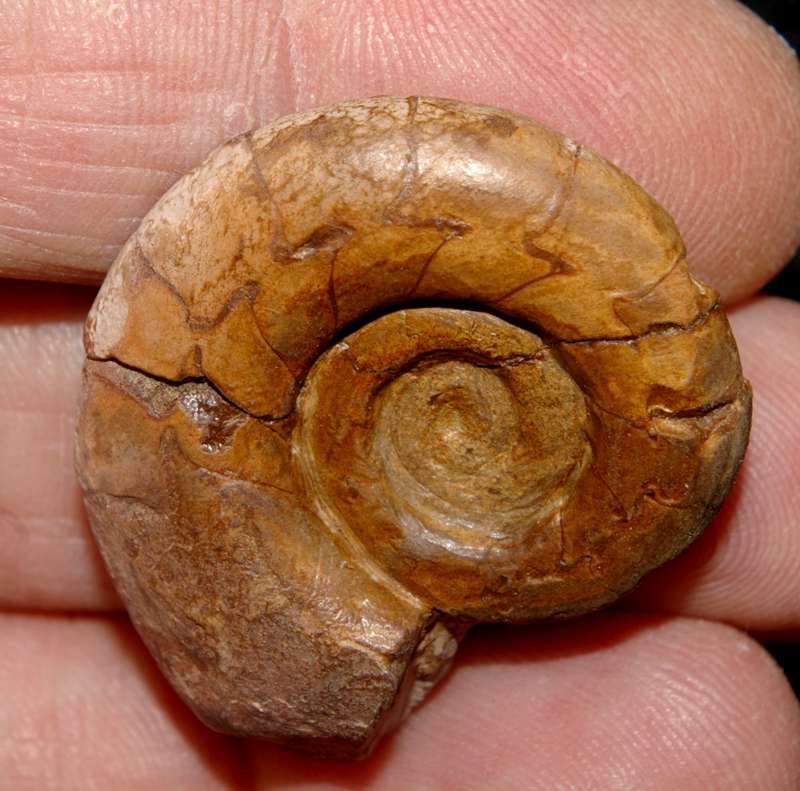 Kosmoclymenia sedgwicki