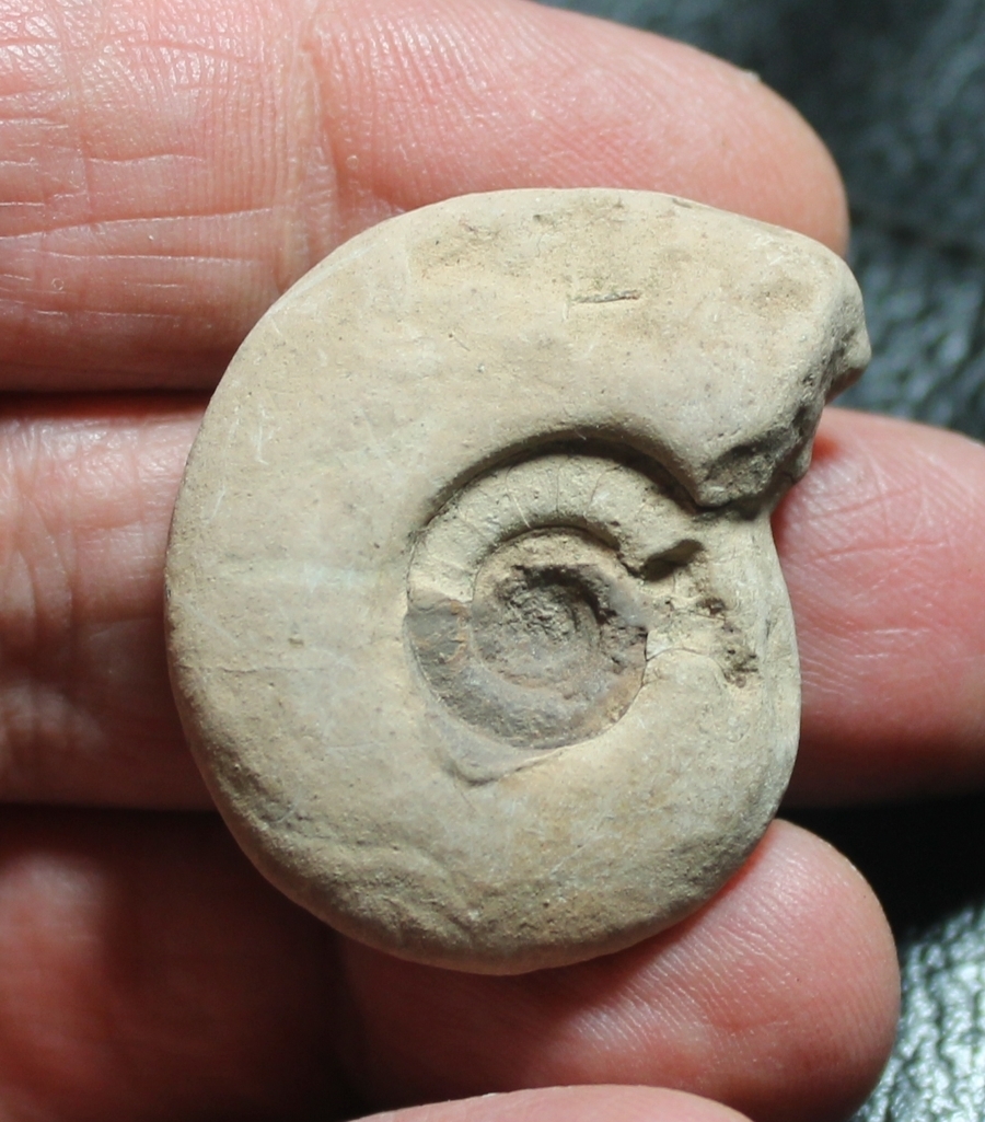Devonian clymenia