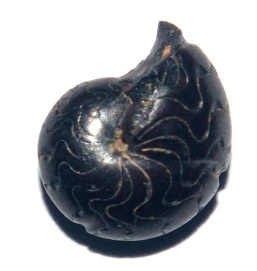 Devonian ammonoid