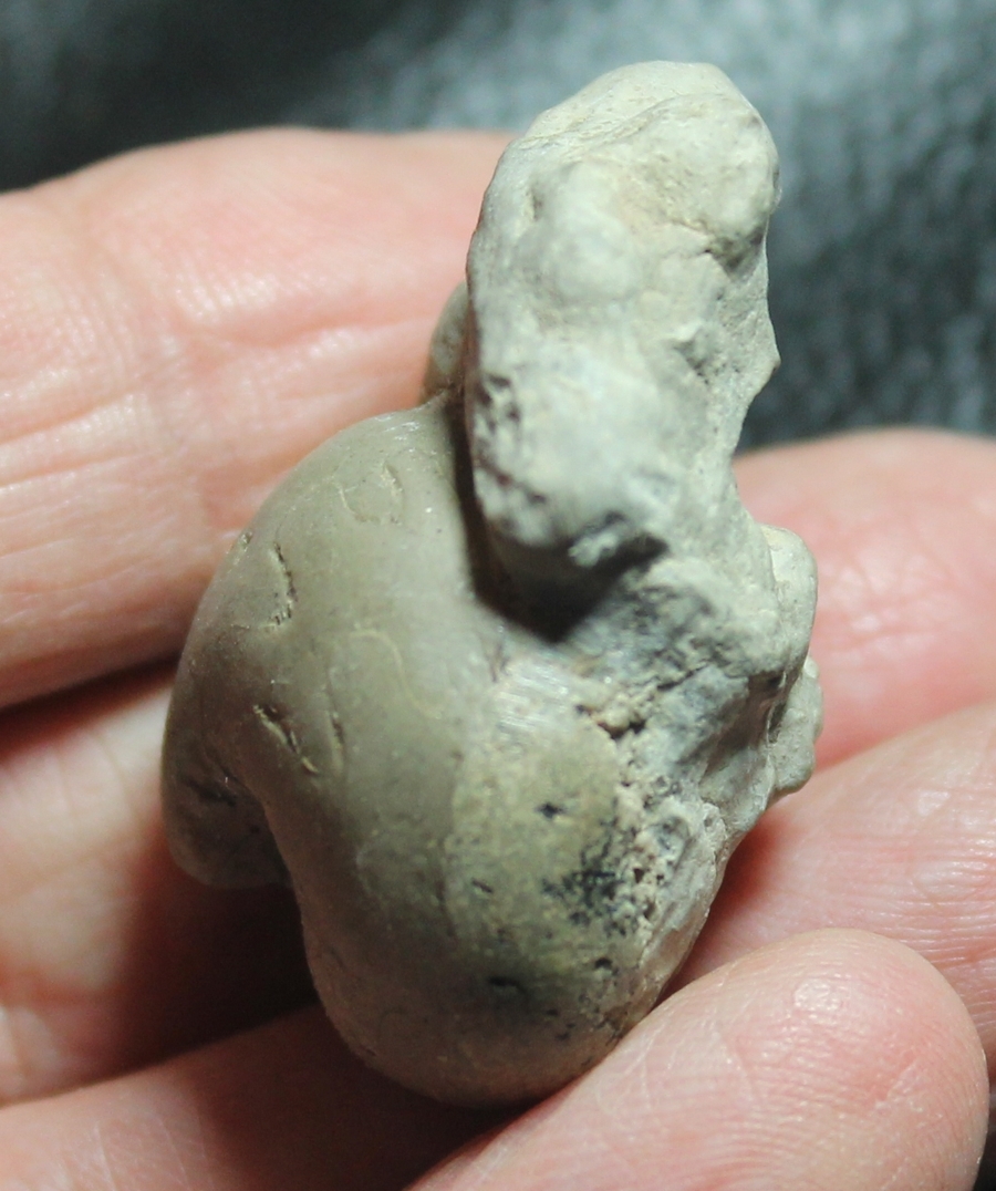 Prionoceras