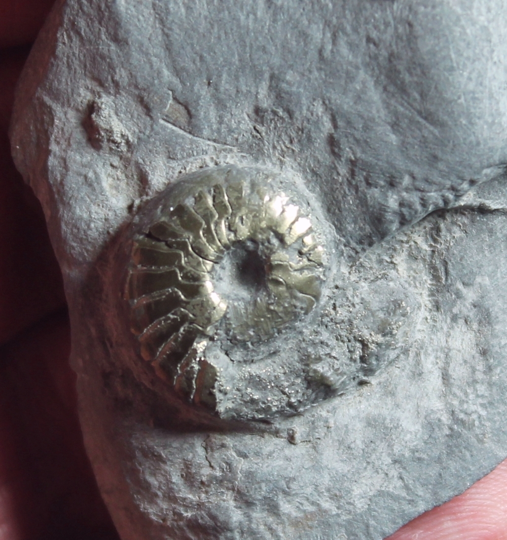 goniatite