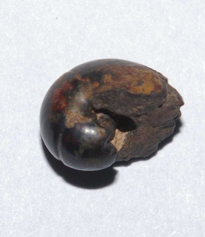 Devonian ammonoid