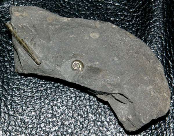 Devonian Famenian Clymenia