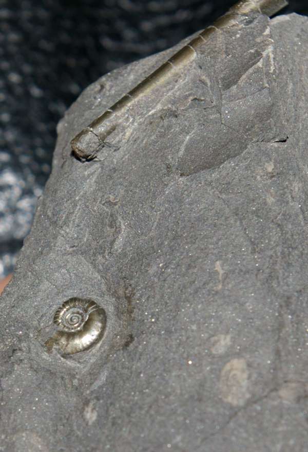 Devonian Famenian Clymenia