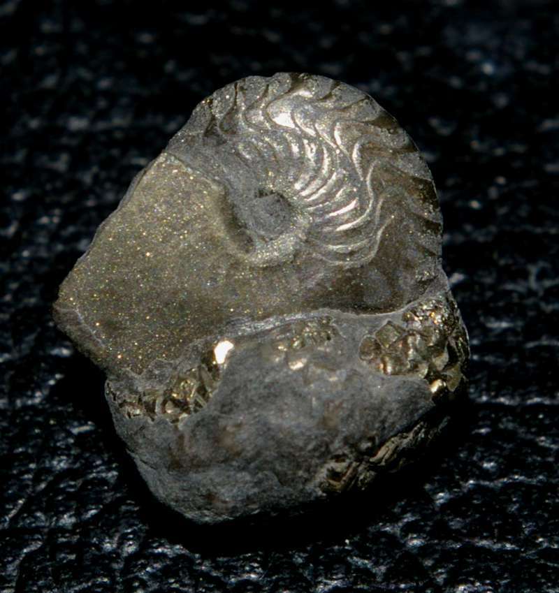 Gundolficeras bilobatum 