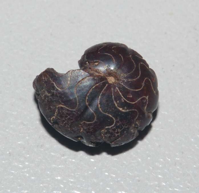 Devonian ammonoid