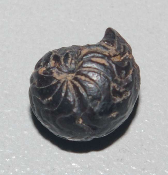 Devonian ammonoid