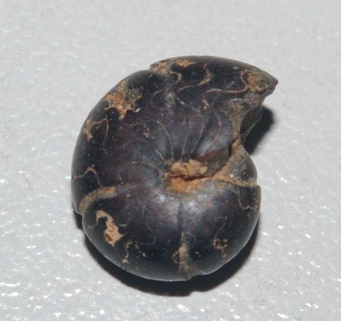 Devonian ammonoid