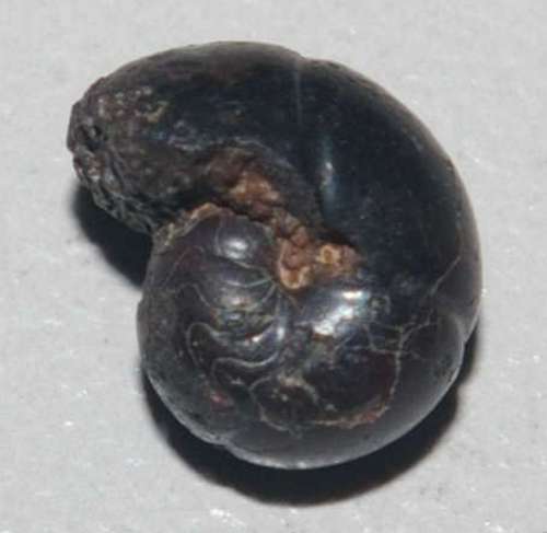 Devonian ammonoid