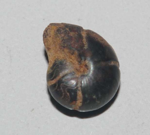 Devonian ammonoid