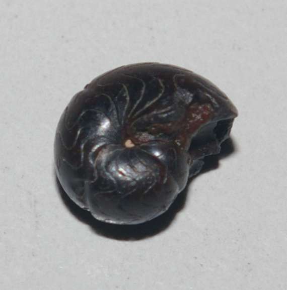 Devonian ammonoid