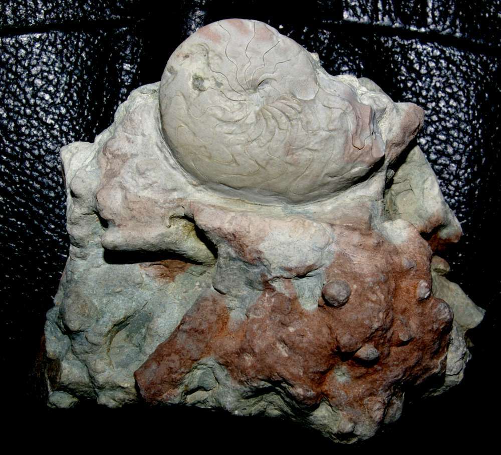 Felisporadoceras kielcense