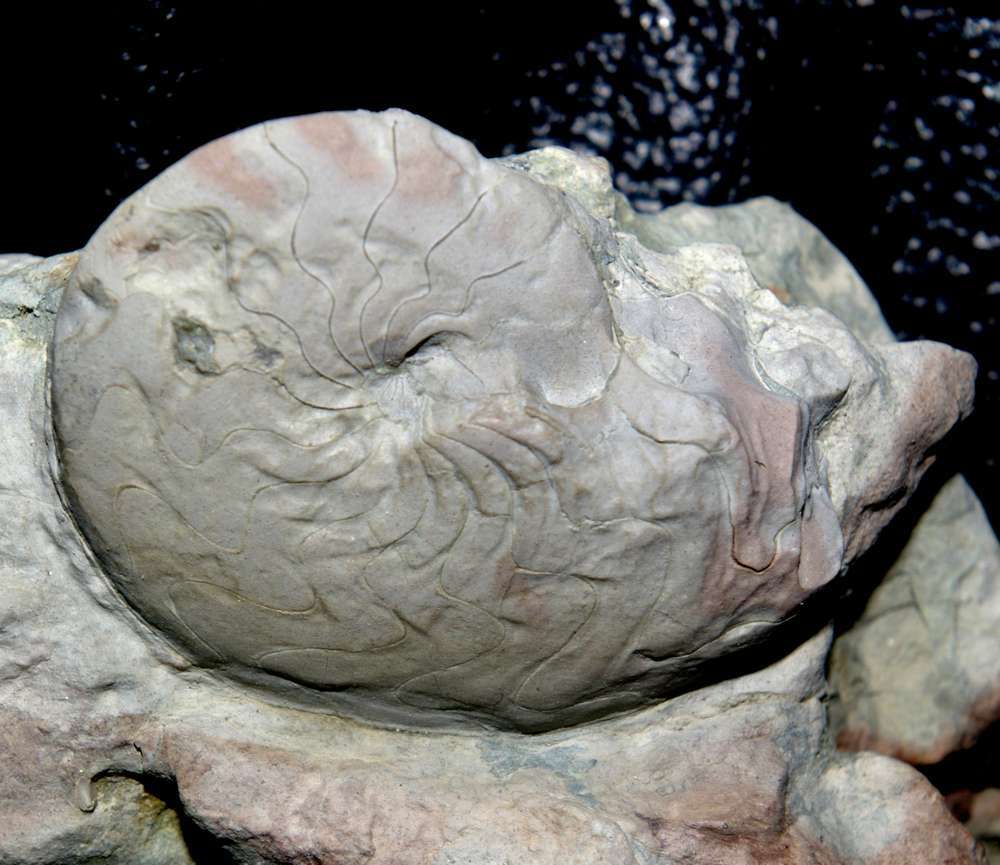 Felisporadoceras kielcense