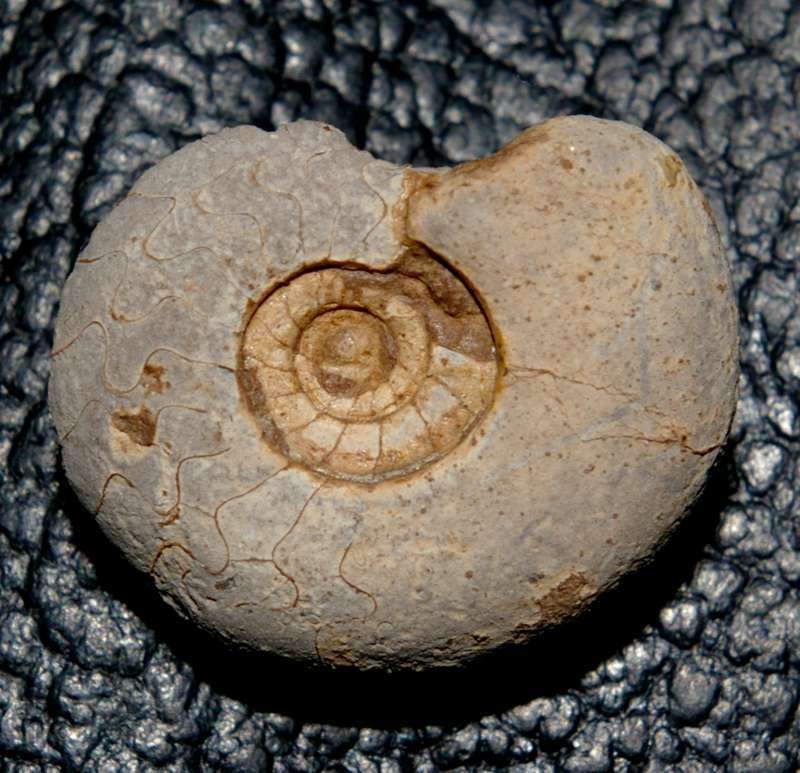 Dewonian Famenian Clymenia