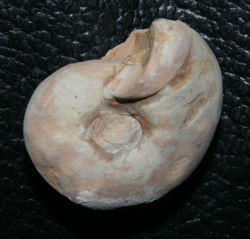 Dewonian Famenian Clymenia
