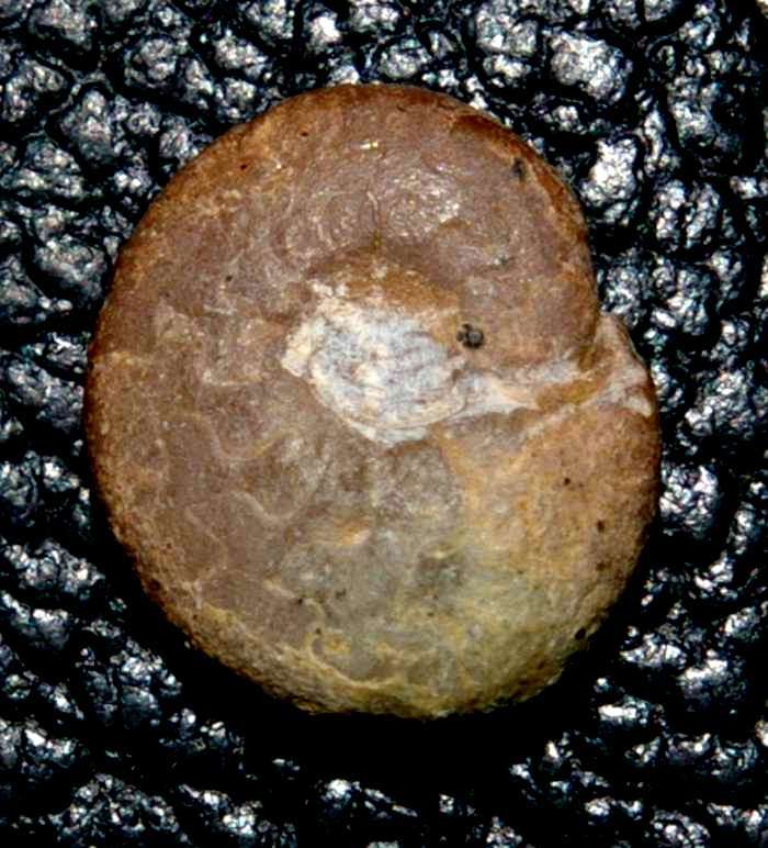 Dewonian Famenian Clymenia