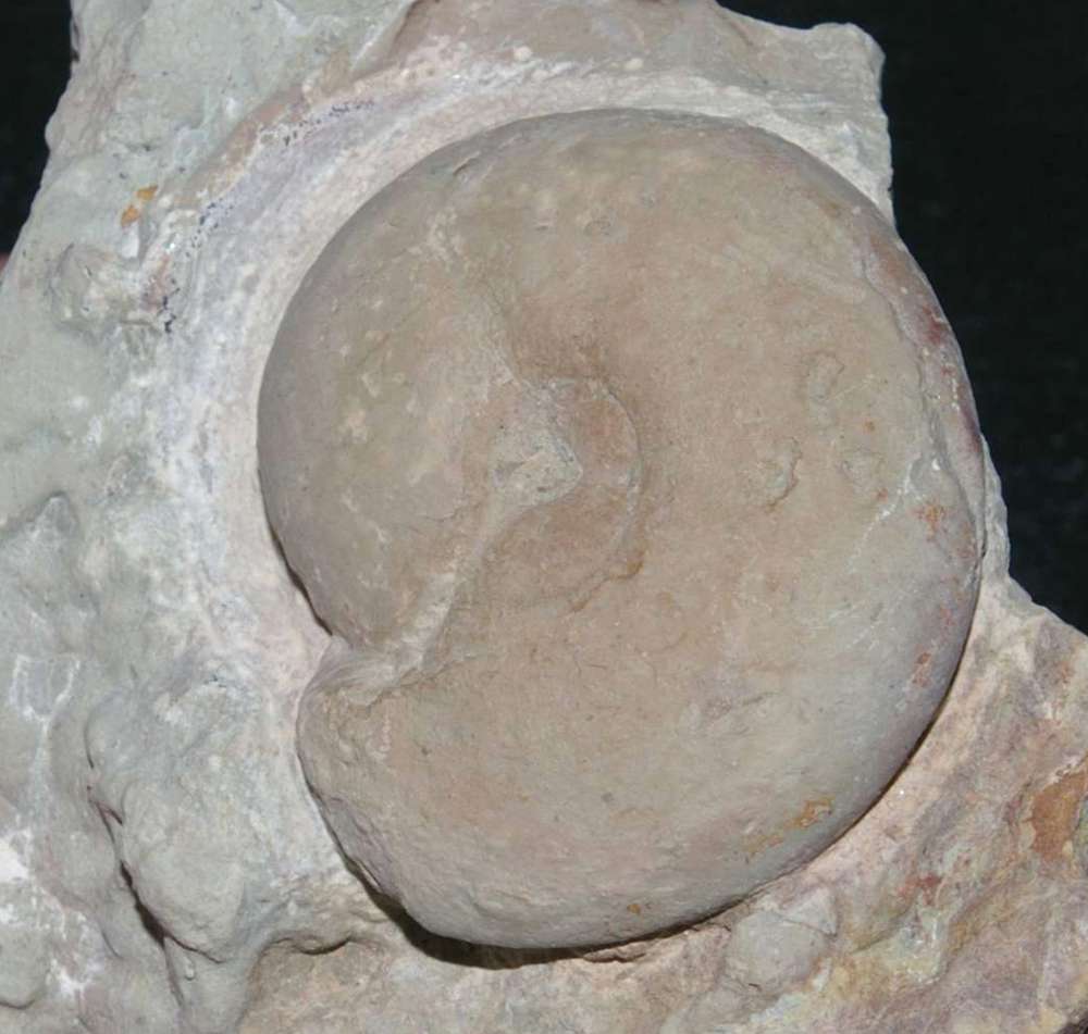 Kielcensia bohdanowiczi