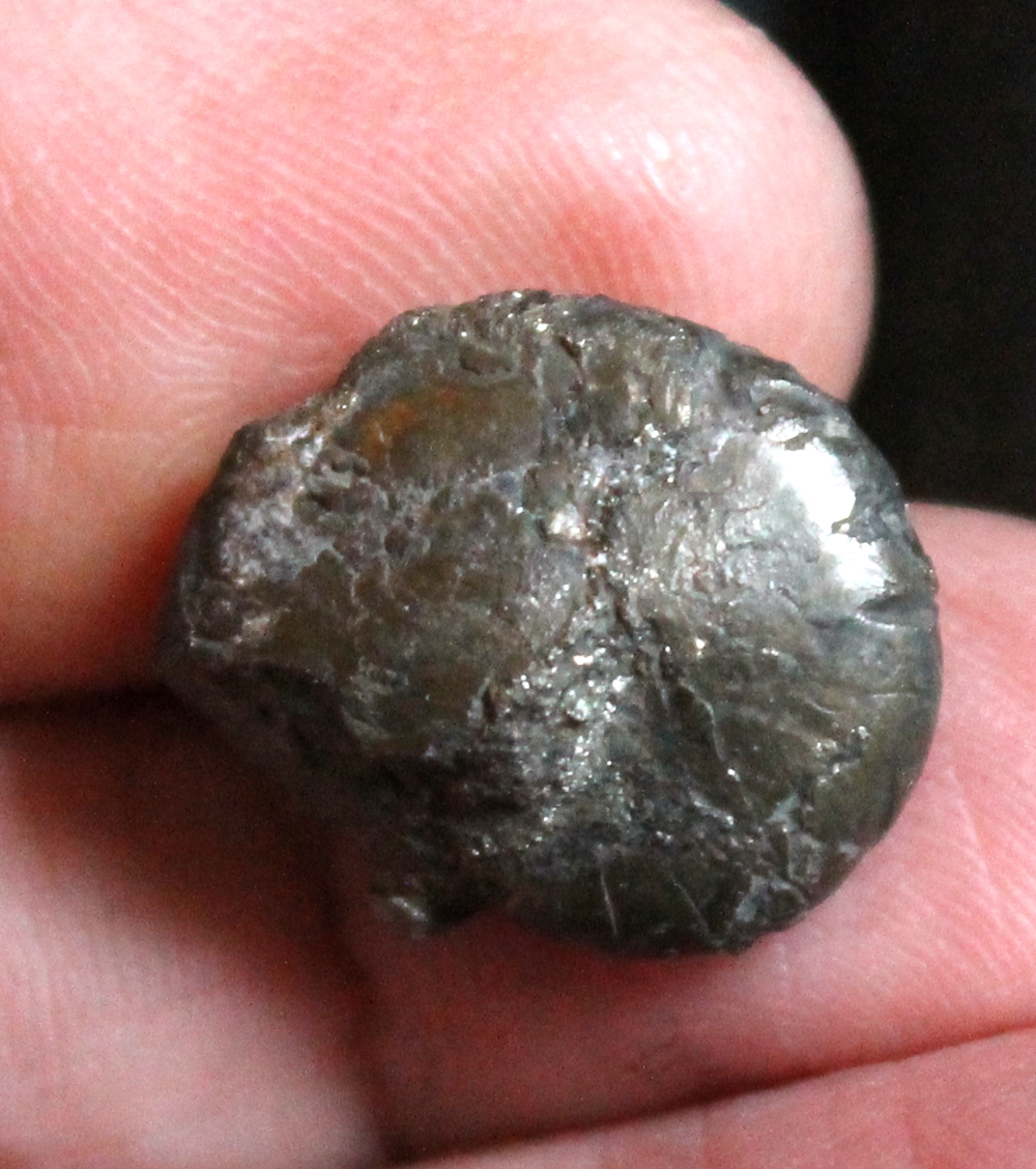 Protornoceras polonicum