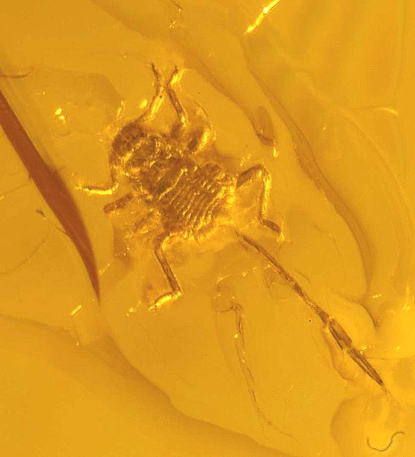 Fossil Aphis