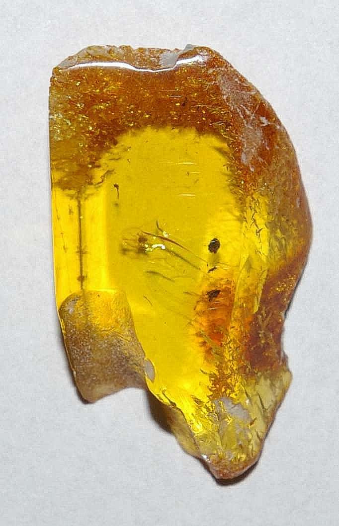 Aphis in amber stone