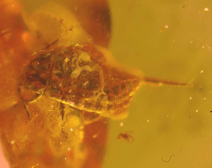 Fossil Aphis